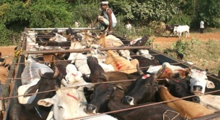 illegal cow transport
